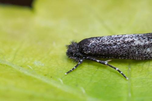 Elatobia sp.